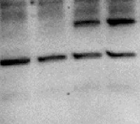 FUM1 + FUM2 | Fumarase 1+2 (mitochondrial+cytosolic) in the group Antibodies Plant/Algal / Carbohydrates at Agrisera AB (Antibodies for research) (AS16 3966)